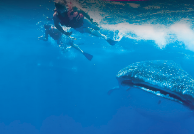 Tiburon Ballena Nadando